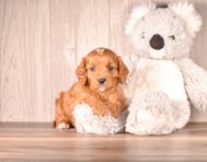 8 week old Cavapoo Puppy For Sale - Simply Southern Pups