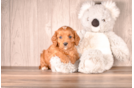 Cute Cavalier King Charles Spaniel and Poodle Mix Poodle Mix Puppy