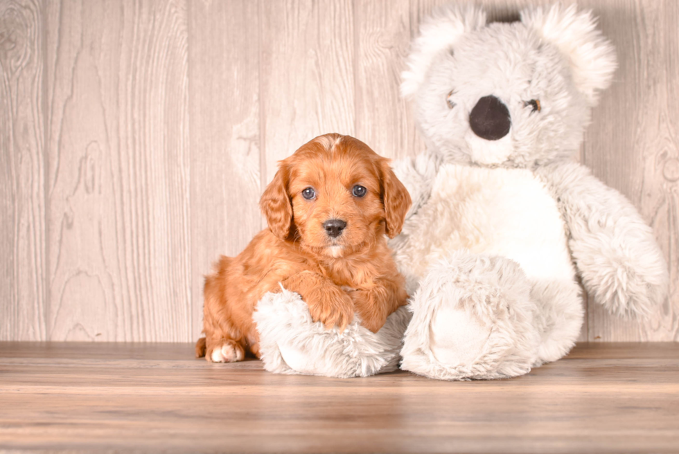 Cute Cavalier King Charles Spaniel and Poodle Mix Poodle Mix Puppy