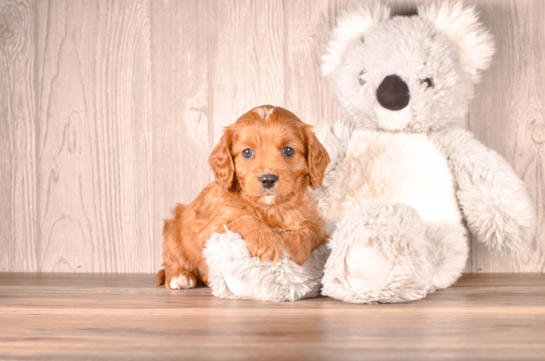 Cute Cavalier King Charles Spaniel and Poodle Mix Poodle Mix Puppy