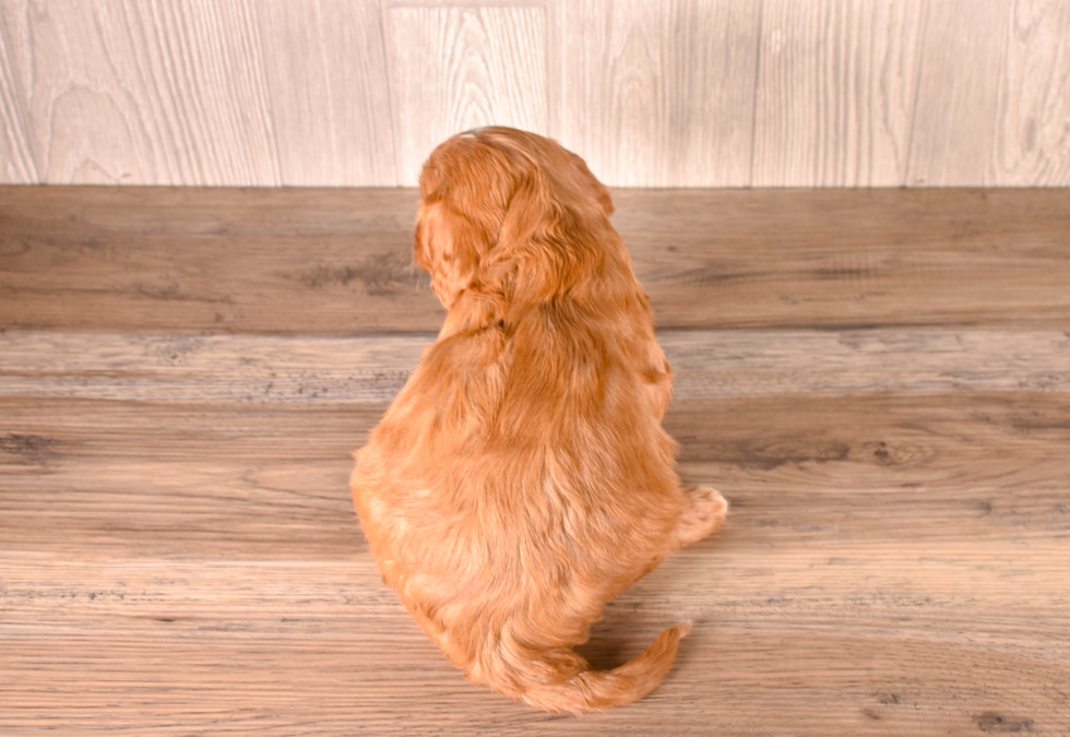 Cute Cavipoo Poodle Mix Puppy