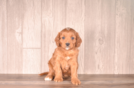 Cute Cavapoo Baby