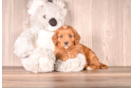 Cavapoo Puppy for Adoption