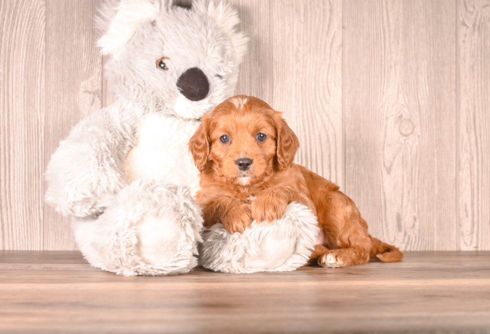 Cavapoo Puppy for Adoption