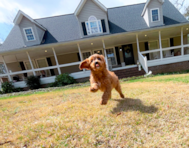 9 week old Cavapoo Puppy For Sale - Simply Southern Pups