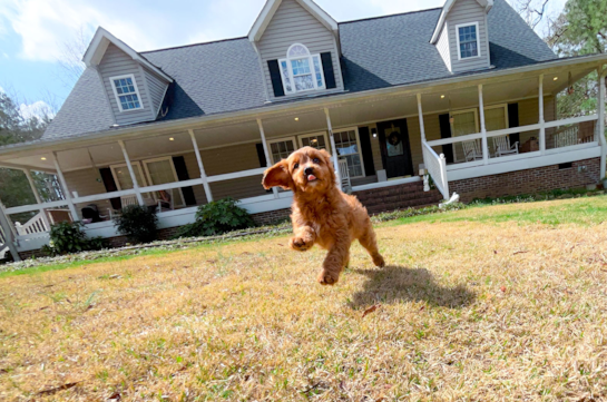 Best Cavapoo Baby