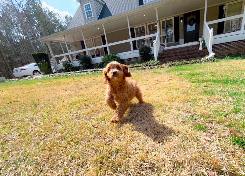 Cute Cavalier King Charles Spaniel and Poodle Mix Poodle Mix Puppy