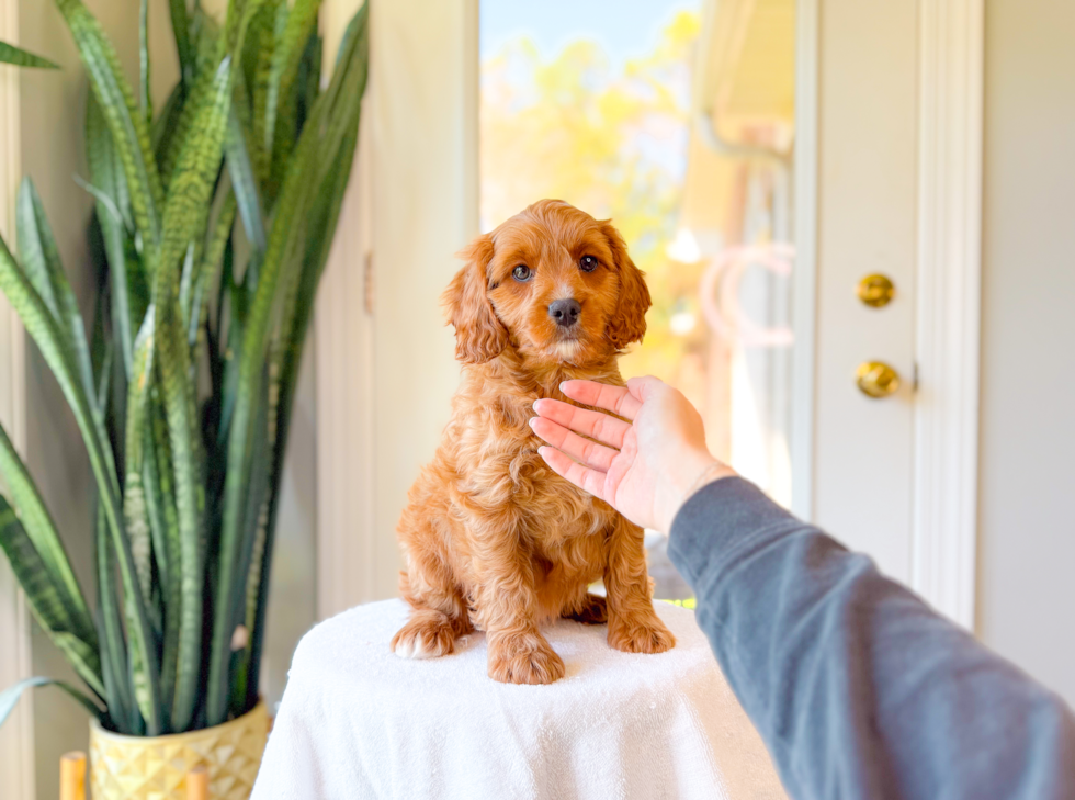 Cute Cavapoo Poodle Mix Pup
