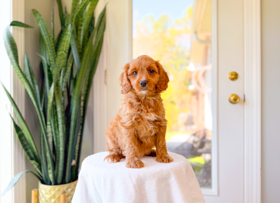 Cute Cavapoo Poodle Mix Pup
