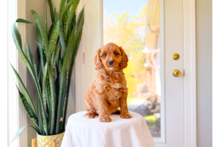 Cavapoo Pup Being Cute