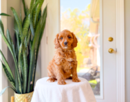 9 week old Cavapoo Puppy For Sale - Simply Southern Pups