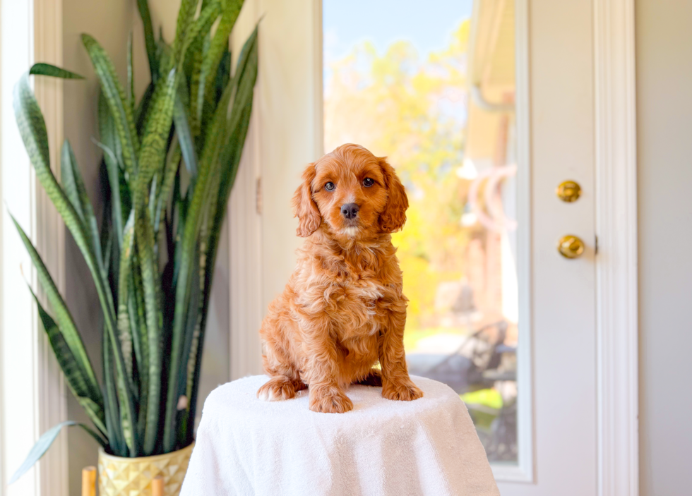 Cavapoo Pup Being Cute
