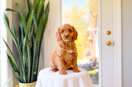 Cavapoo Pup Being Cute