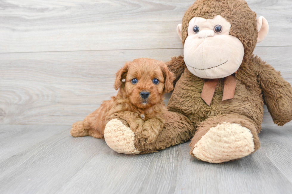 6 week old Cavapoo Puppy For Sale - Simply Southern Pups