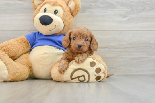 Cute Cavapoo Baby