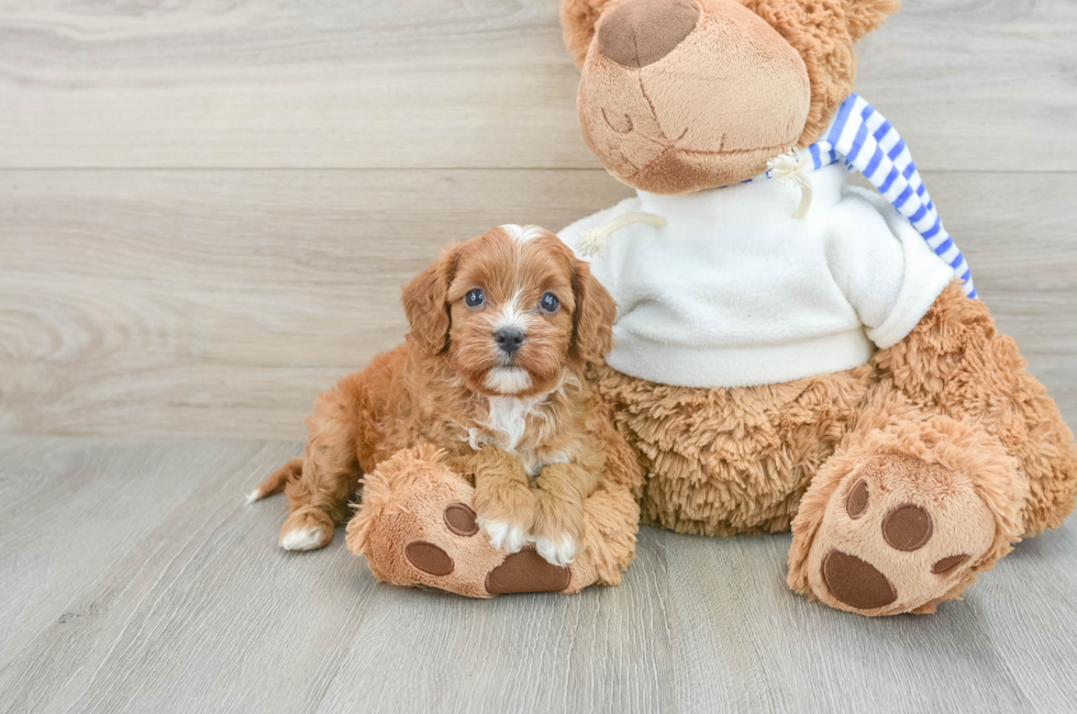 6 week old Cavapoo Puppy For Sale - Simply Southern Pups