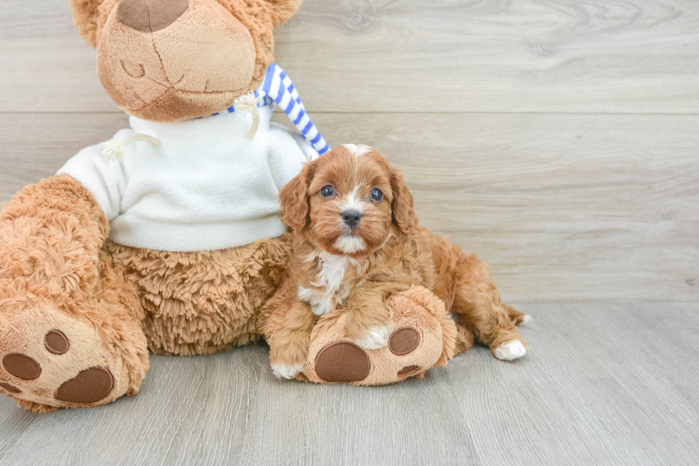 Fluffy Cavapoo Poodle Mix Pup