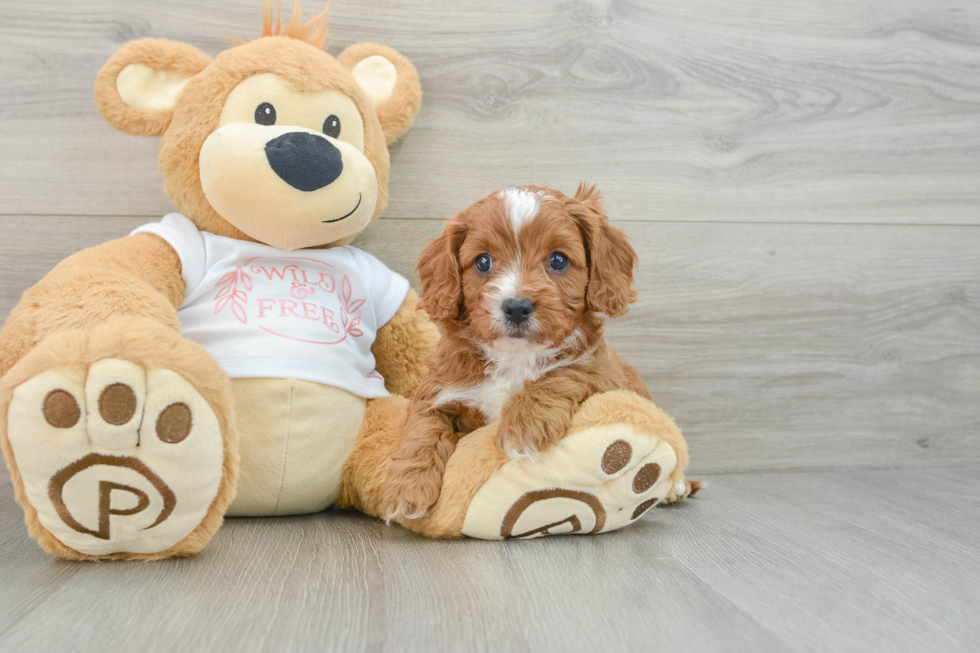 Little Cavipoo Poodle Mix Puppy