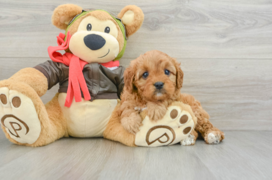 Playful Cavapoodle Poodle Mix Puppy