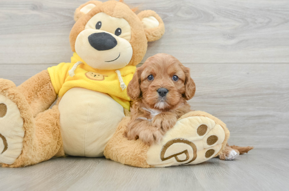 6 week old Cavapoo Puppy For Sale - Simply Southern Pups