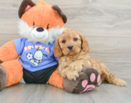 8 week old Cavapoo Puppy For Sale - Simply Southern Pups