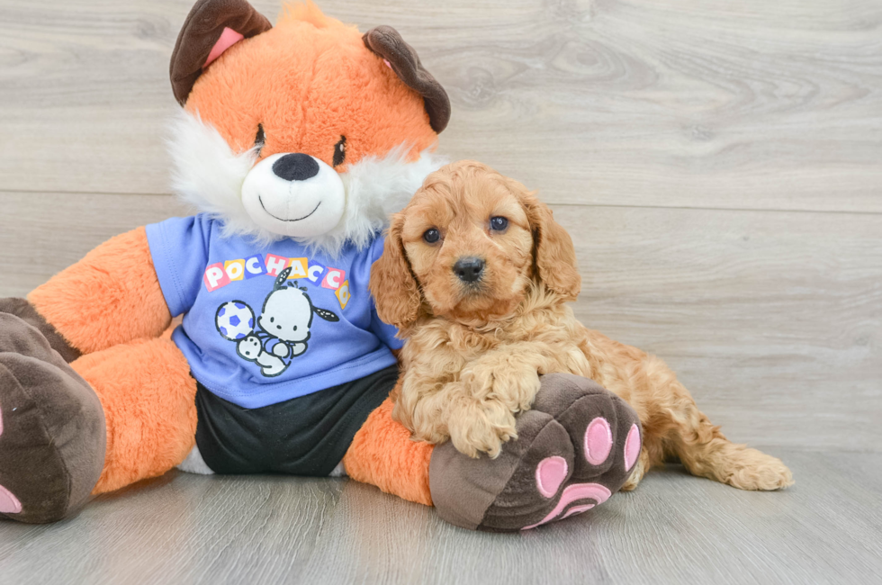 7 week old Cavapoo Puppy For Sale - Simply Southern Pups