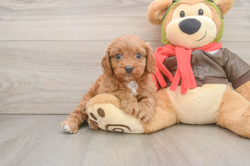 5 week old Cavapoo Puppy For Sale - Simply Southern Pups