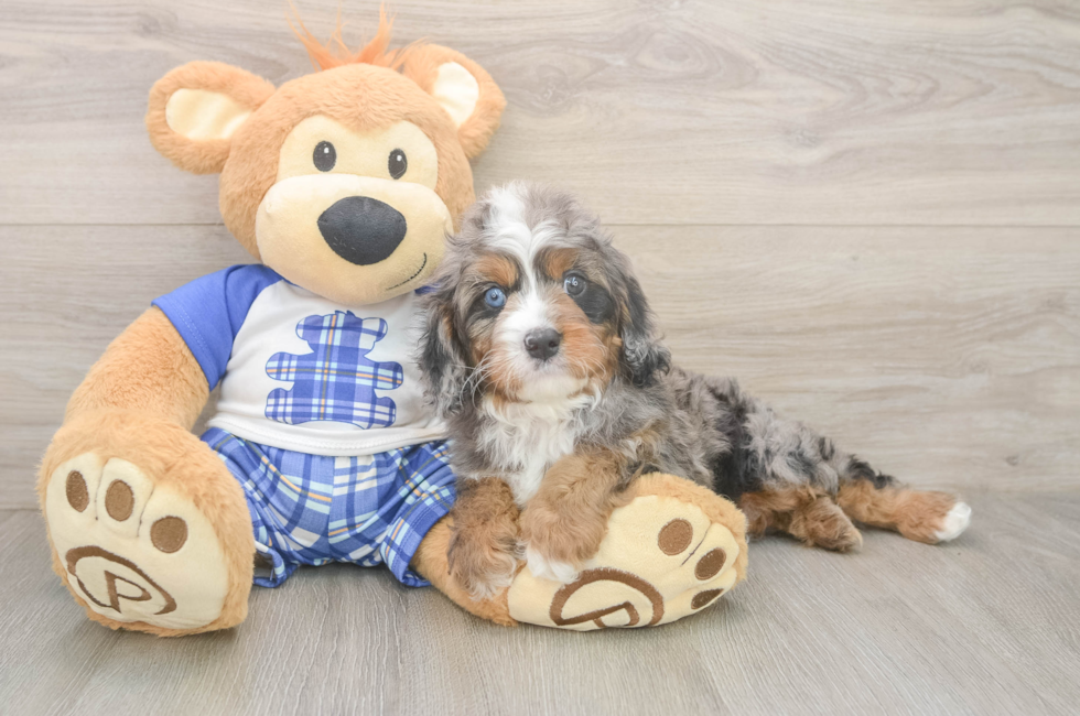 6 week old Cavapoo Puppy For Sale - Simply Southern Pups