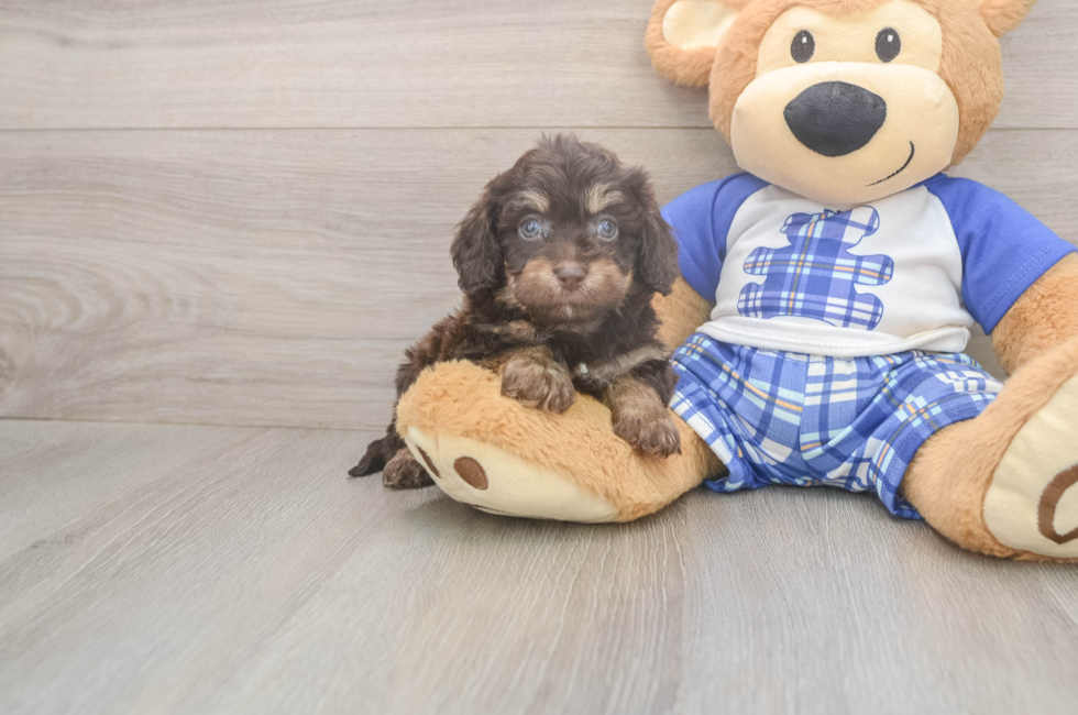 6 week old Cavapoo Puppy For Sale - Simply Southern Pups