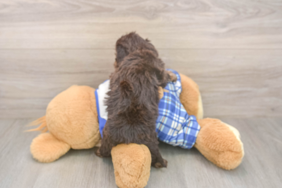 Funny Cavapoo Poodle Mix Pup