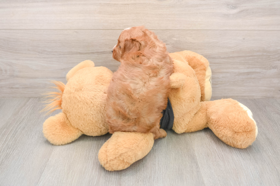 Hypoallergenic Cavadoodle Poodle Mix Puppy