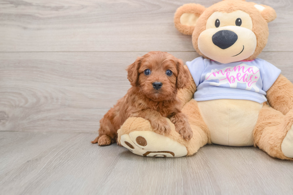 Petite Cavapoo Poodle Mix Pup