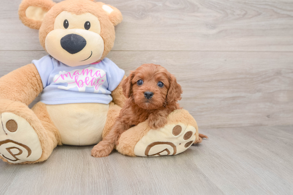 Little Cavipoo Poodle Mix Puppy