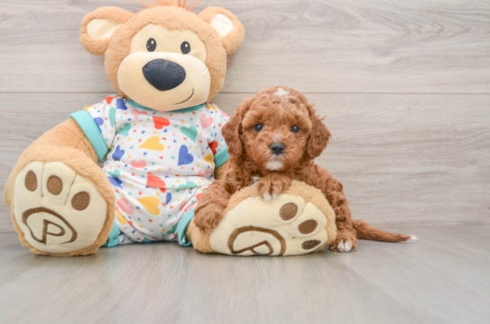 Energetic Cavoodle Poodle Mix Puppy