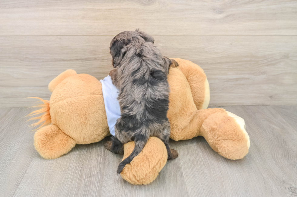Cavapoo Puppy for Adoption