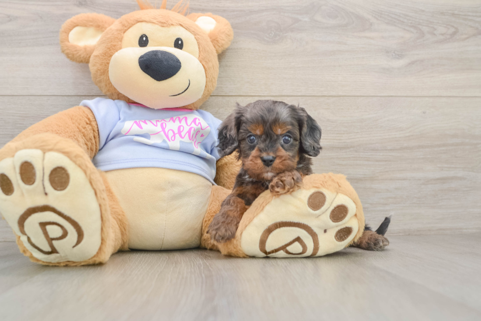Small Cavapoo Baby