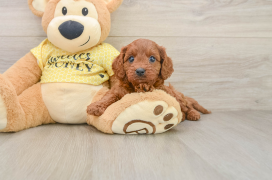 Sweet Cavapoo Baby