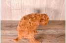 Cavapoo Puppy for Adoption