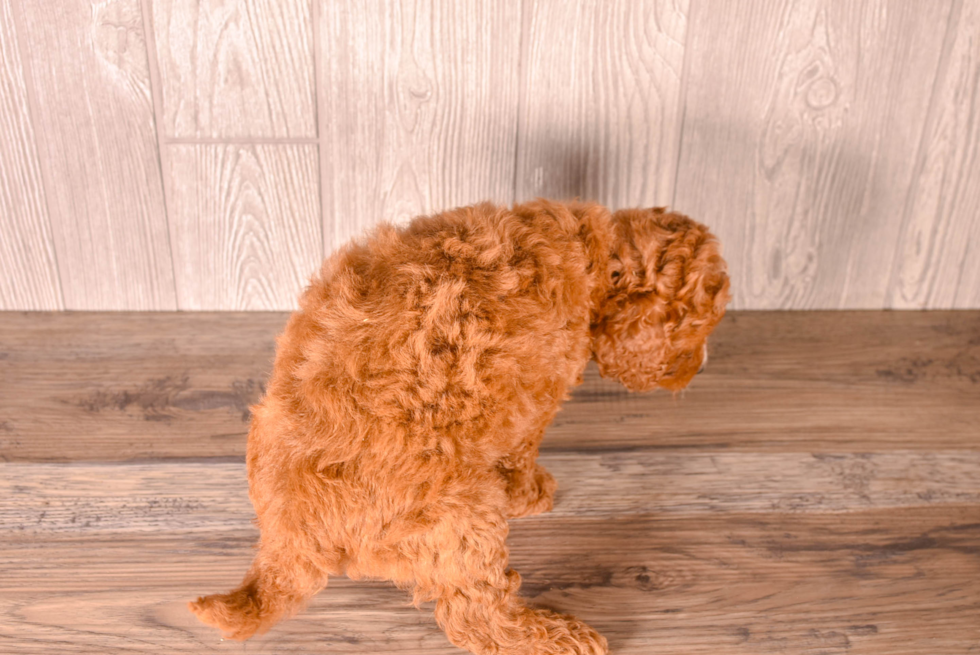 Cavapoo Puppy for Adoption