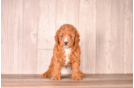 Cute Cavapoo Poodle Mix Pup