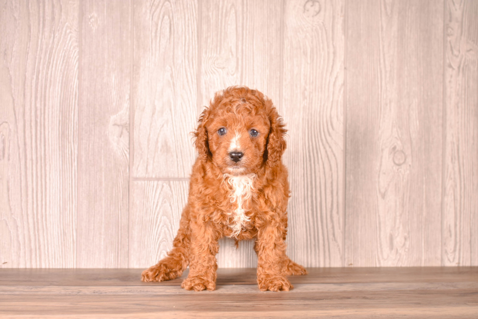 Cute Cavapoo Poodle Mix Pup