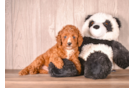 Cavapoo Puppy for Adoption