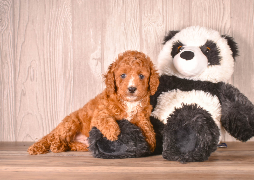 Cavapoo Puppy for Adoption