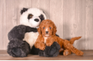 Best Cavapoo Baby