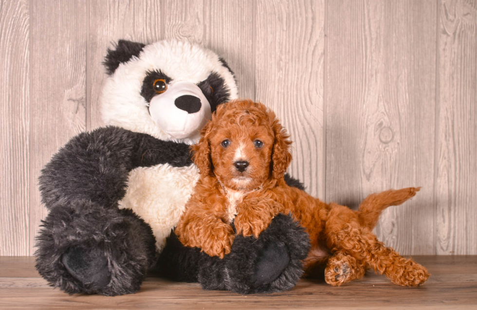 Best Cavapoo Baby
