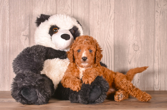 Best Cavapoo Baby