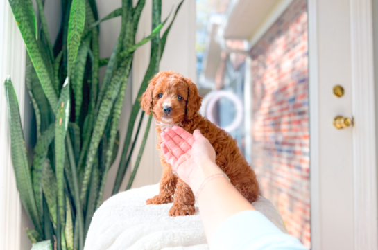 Cute Cavapoo Baby