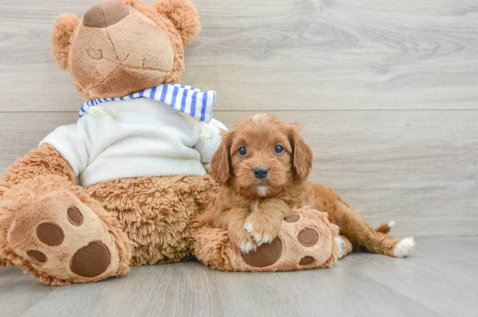 6 week old Cavapoo Puppy For Sale - Simply Southern Pups