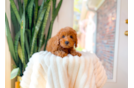 Cavapoo Puppy for Adoption