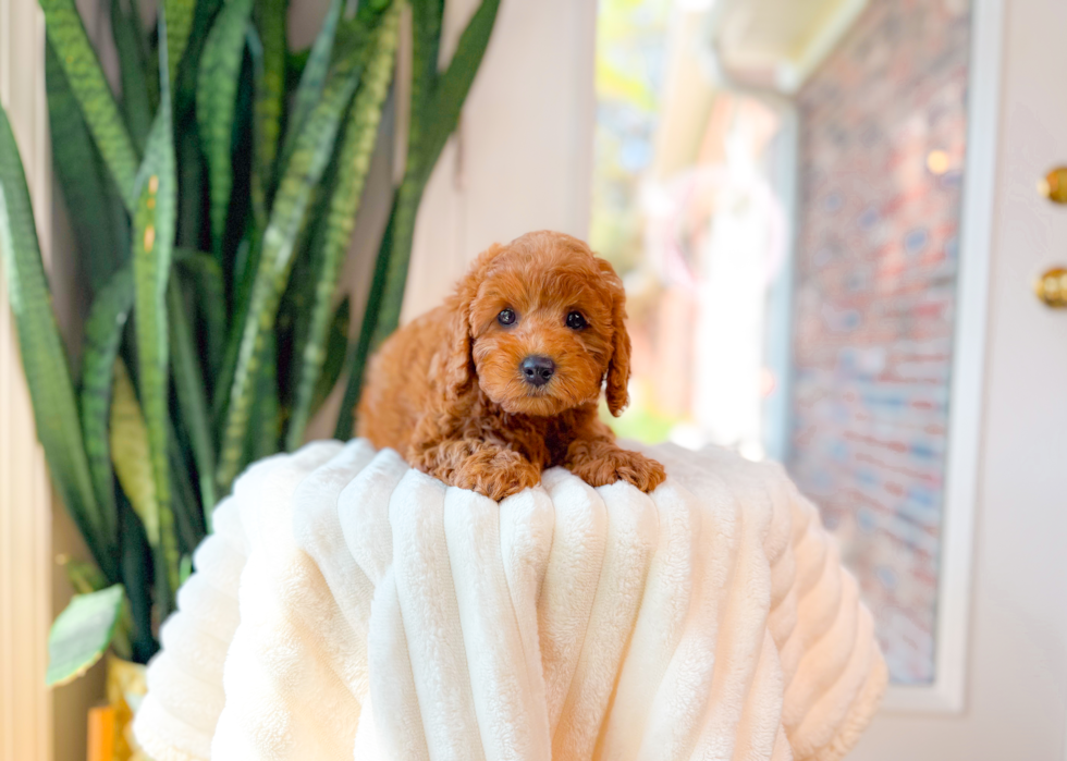 Cavapoo Puppy for Adoption
